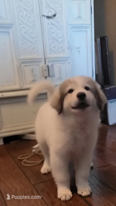 Doodlebug – Great Pyrenees puppy for sale in Red Bluff, CA