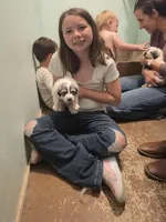 Doodlebug, a female Great Pyrenees for sale in Red Bluff, CA – Photo 3 of 5