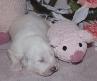 Doodlebug, a female Great Pyrenees for sale in Red Bluff, CA – Photo 2 of 5
