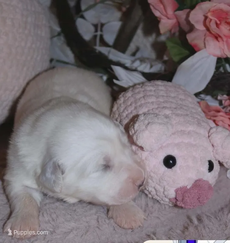 Doodlebug – Great Pyrenees puppy for sale in Red Bluff, CA