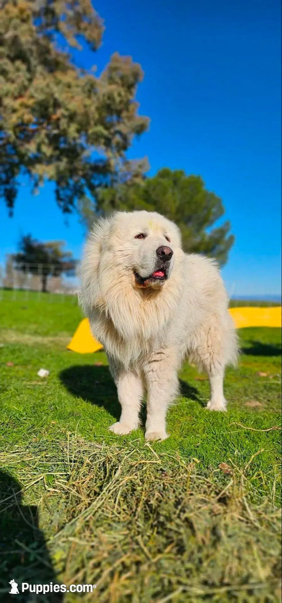 Butterfly, a female Great Pyrenees for sale in Red Bluff, CA – Photo 8 of 9
