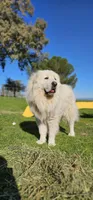 Doodlebug, a female Great Pyrenees for sale in Red Bluff, CA – Photo 5 of 5