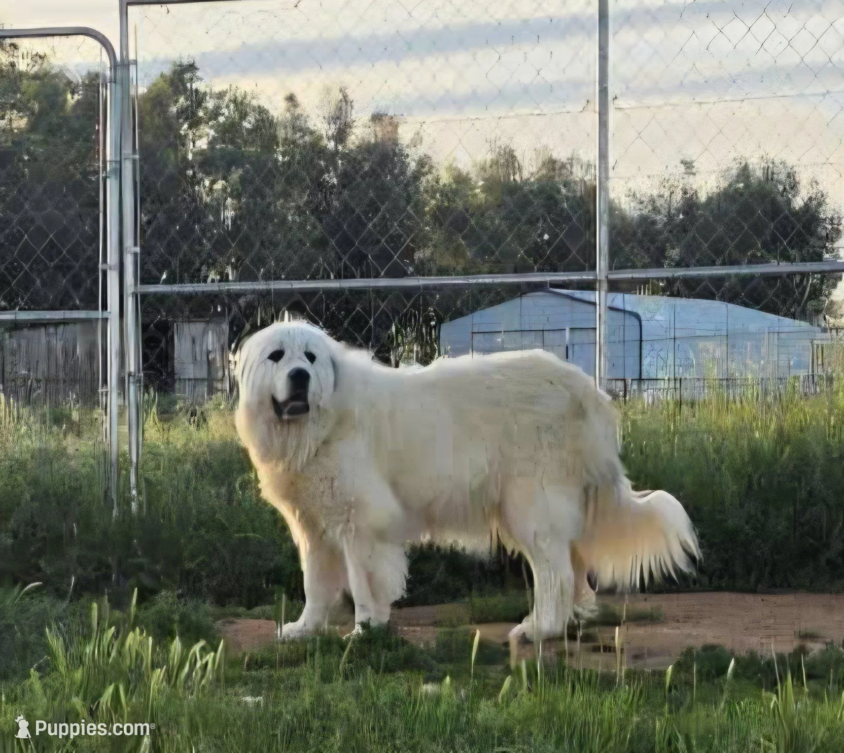 Butterfly, a female Great Pyrenees for sale in Red Bluff, CA – Photo 5 of 9