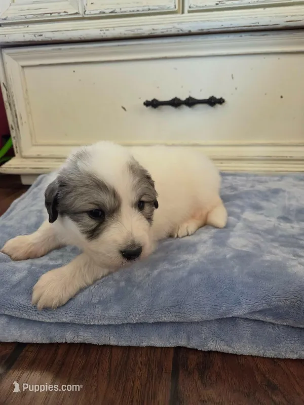 Drago (Dragonfly) – Great Pyrenees puppy for sale in Red Bluff, CA