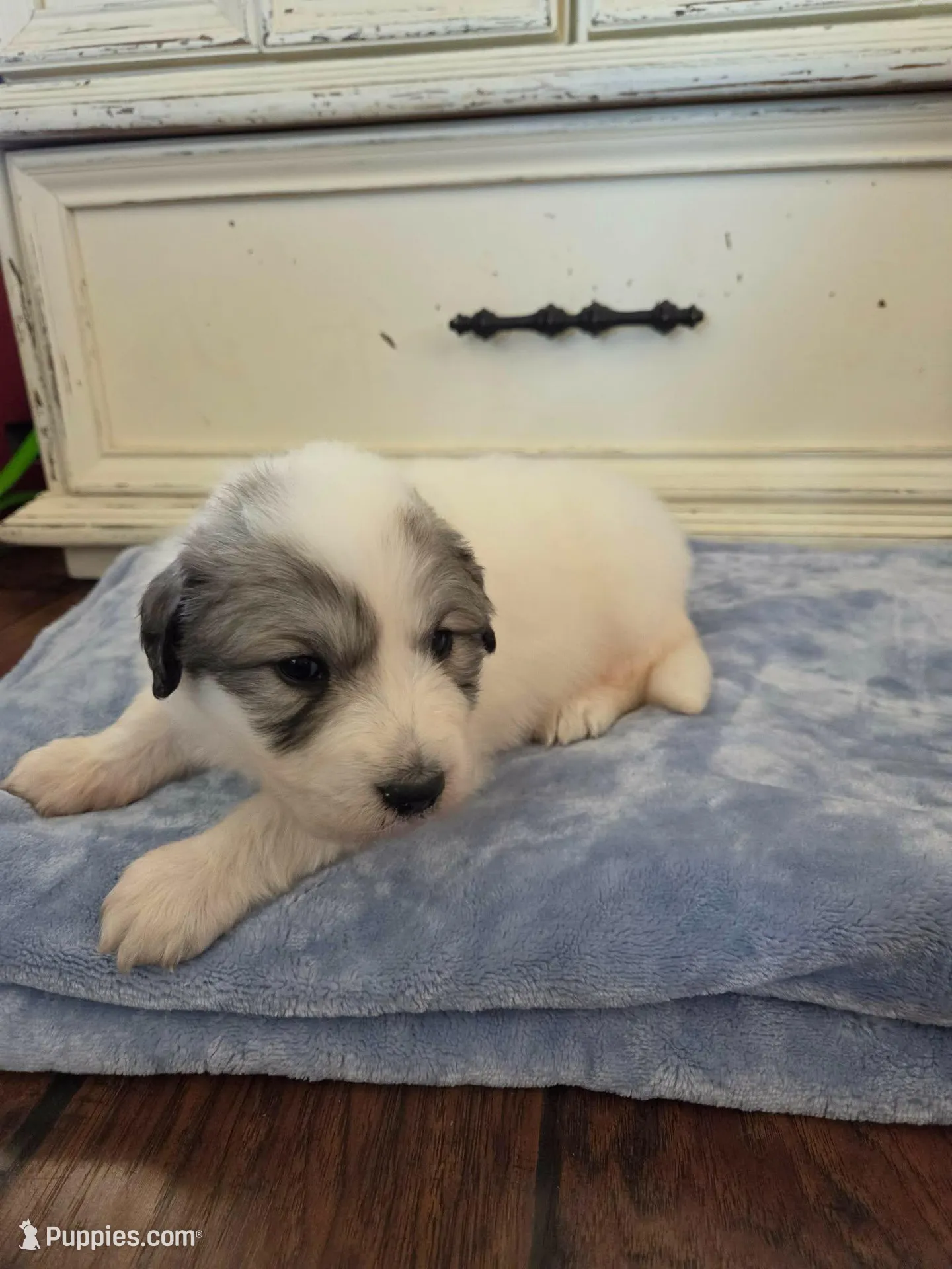 Drago (Dragonfly), a male Great Pyrenees for sale in Red Bluff, CA – Photo 1 of 10