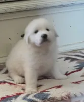 Dandie (Dandelion), a male Great Pyrenees for sale in Red Bluff, CA – 5 of 10