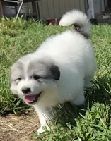 Butterfly, a female Great Pyrenees for sale in Red Bluff, CA – 2 of 9