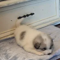 Hopper (Petal hopper), a male Great Pyrenees for sale in Red Bluff, CA – 2 of 10