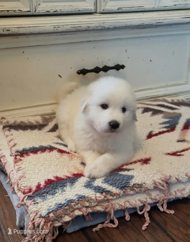 Dandie (Dandelion) – Great Pyrenees puppy for sale in Red Bluff, CA