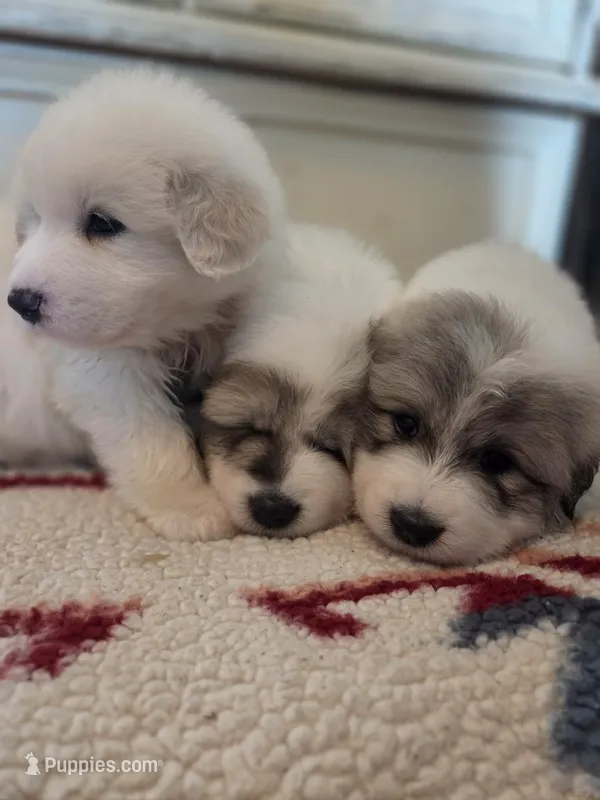 Butterfly – Great Pyrenees puppy for sale in Red Bluff, CA