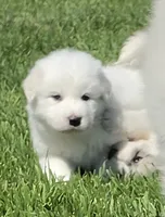 Honey (Honey Bee 🐝), a female Great Pyrenees for sale in Red Bluff, CA – 2 of 10