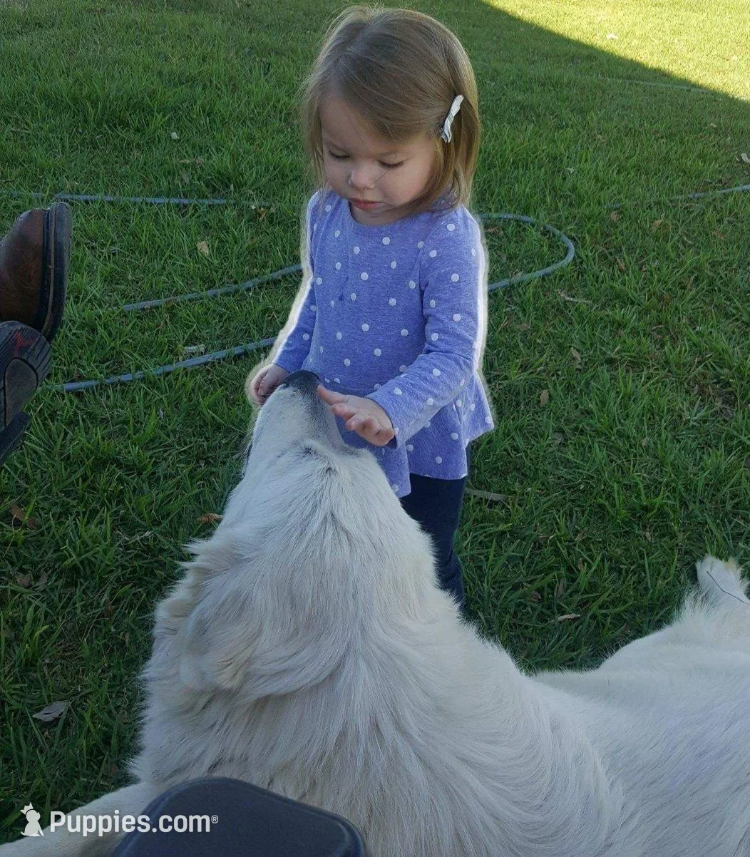 Dallia, a female Great Pyrenees for sale in Red Bluff, CA – Photo 8 of 9