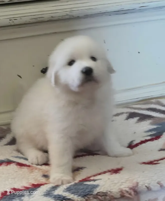 Dandie (Dandelion) – Great Pyrenees puppy for sale in Red Bluff, CA