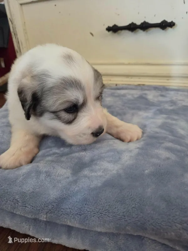 Doodlebug – Great Pyrenees puppy for sale in Red Bluff, CA