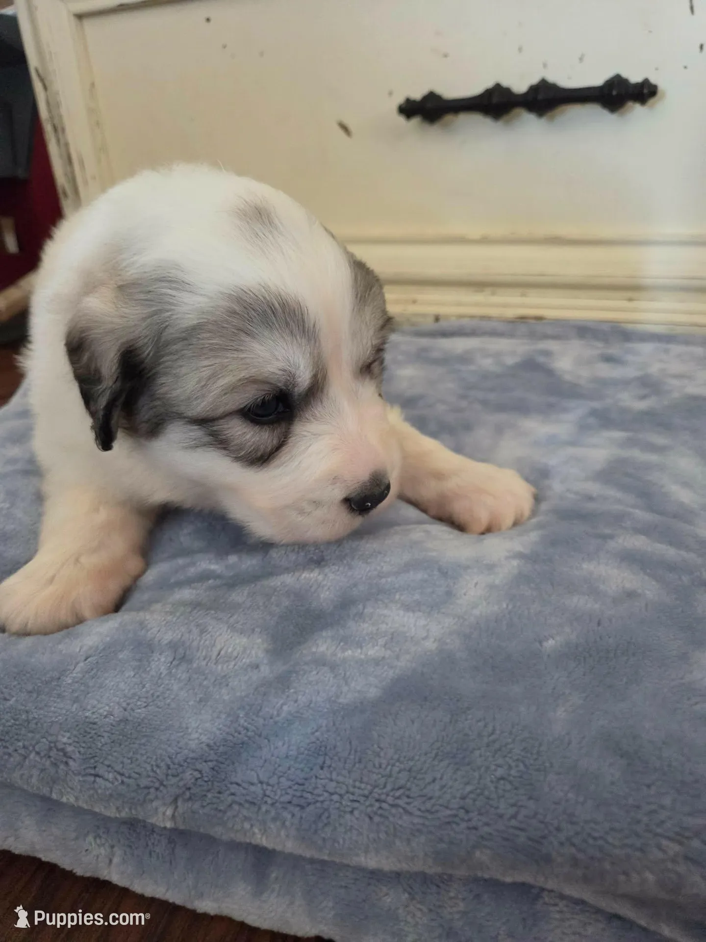 Doodlebug, a male Great Pyrenees for sale in Red Bluff, CA – 4 of 10