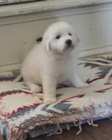 Dandie (Dandelion), a male Great Pyrenees for sale in Red Bluff, CA – 4 of 10