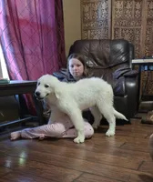 Dandie (Dandelion), a male Great Pyrenees for sale in Red Bluff, CA – 2 of 9