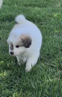 Bumble (Bumblebee), a male Great Pyrenees for sale in Red Bluff, CA – 2 of 10