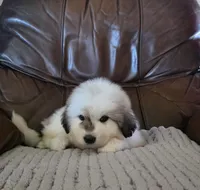 Bumble (Bumblebee), a male Great Pyrenees for sale in Red Bluff, CA – 6 of 10
