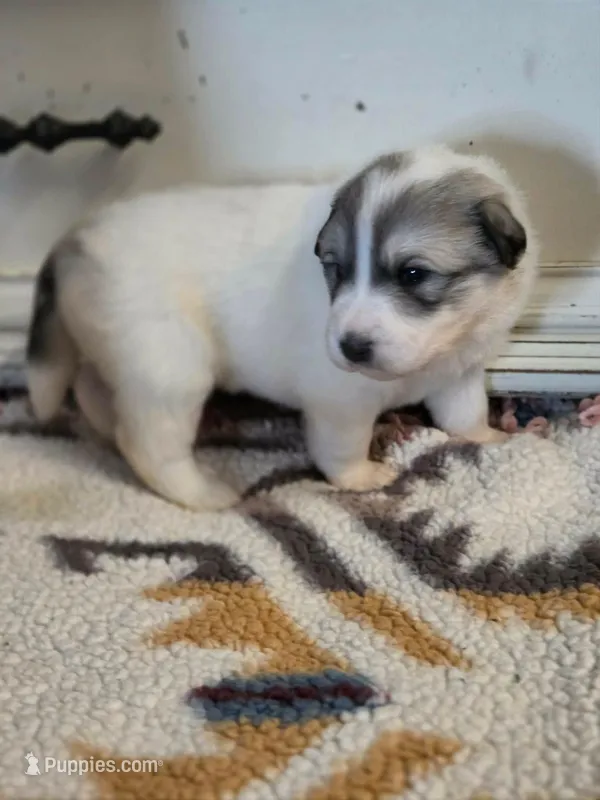Butterfly – Great Pyrenees puppy for sale in Red Bluff, CA