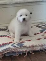 Dandie (Dandelion), a male Great Pyrenees for sale in Red Bluff, CA – 3 of 10