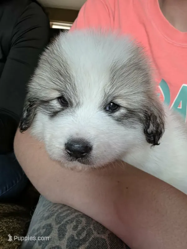 Doodlebug – Great Pyrenees puppy for sale in Red Bluff, CA