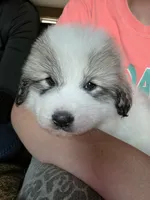 Doodlebug, a male Great Pyrenees for sale in Red Bluff, CA – 1 of 10
