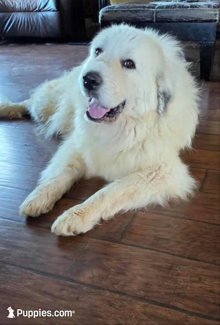 Petalhopper, a male Great Pyrenees for sale in Red Bluff, CA – Photo 5 of 9