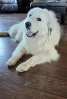 Cricket, a male Great Pyrenees for sale in Red Bluff, CA – Photo 4 of 10