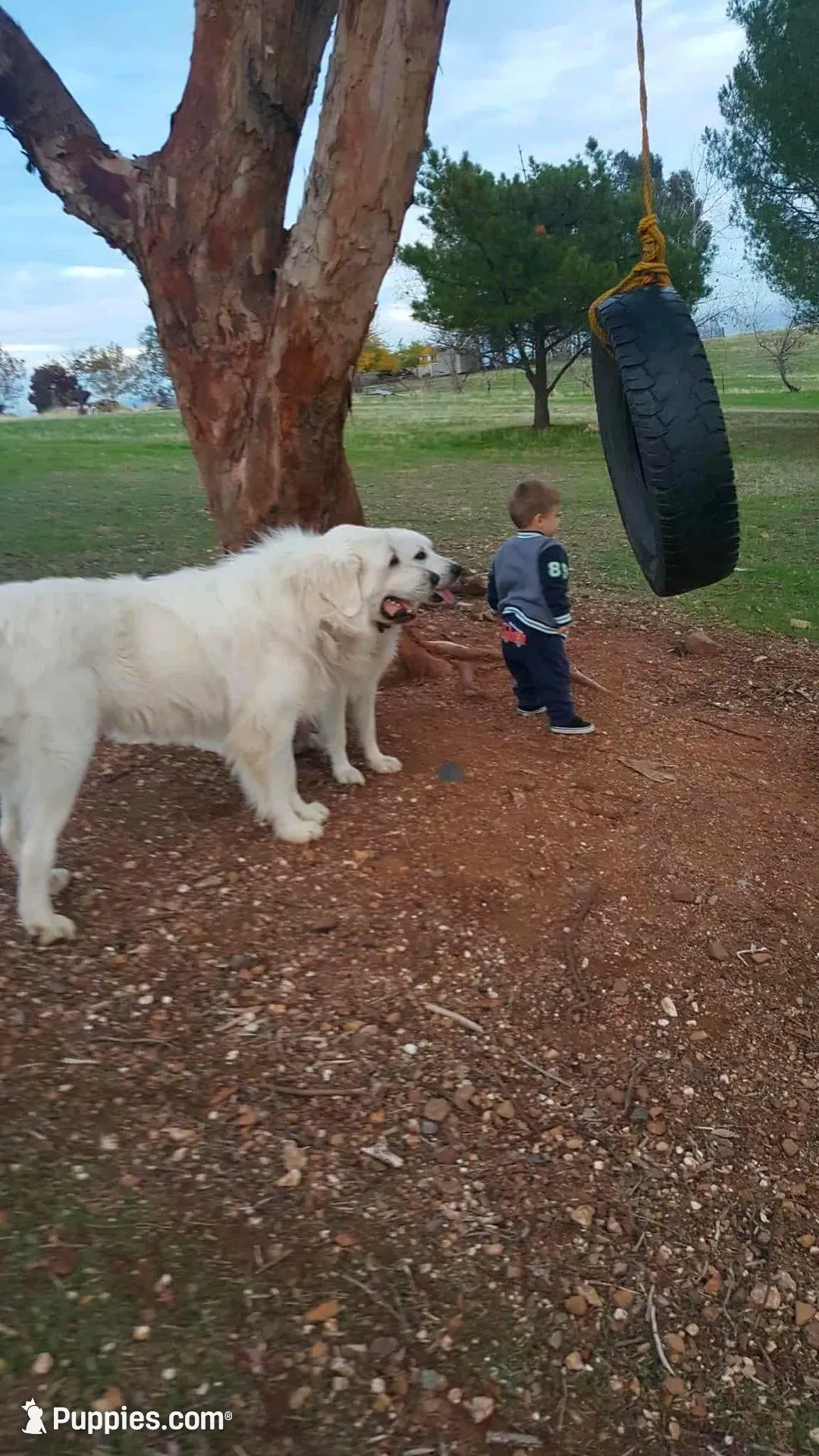 Petalhopper, a male Great Pyrenees for sale in Red Bluff, CA – Photo 7 of 9
