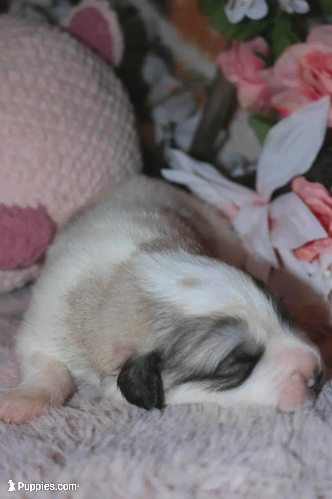 Petalhopper, a male Great Pyrenees for sale in Red Bluff, CA – Photo 3 of 9
