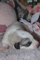 Cricket, a male Great Pyrenees for sale in Red Bluff, CA – Photo 2 of 10