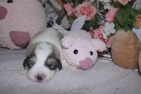 Cricket, a male Great Pyrenees for sale in Red Bluff, CA – Photo 1 of 10