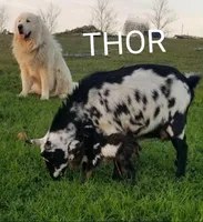 Cricket, a male Great Pyrenees for sale in Red Bluff, CA – Photo 7 of 10