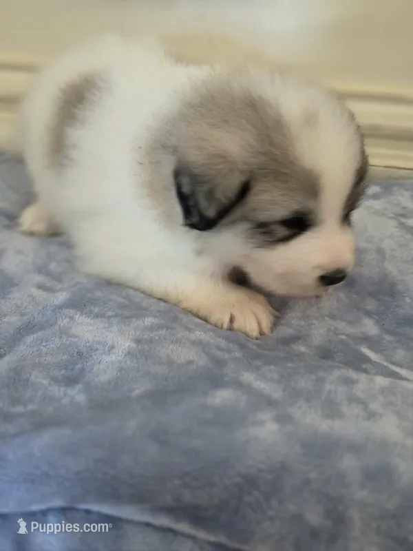 Petalhopper – Great Pyrenees puppy for sale in Red Bluff, CA