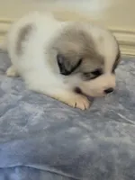 Petalhopper, a male Great Pyrenees for sale in Red Bluff, CA – Photo 1 of 9