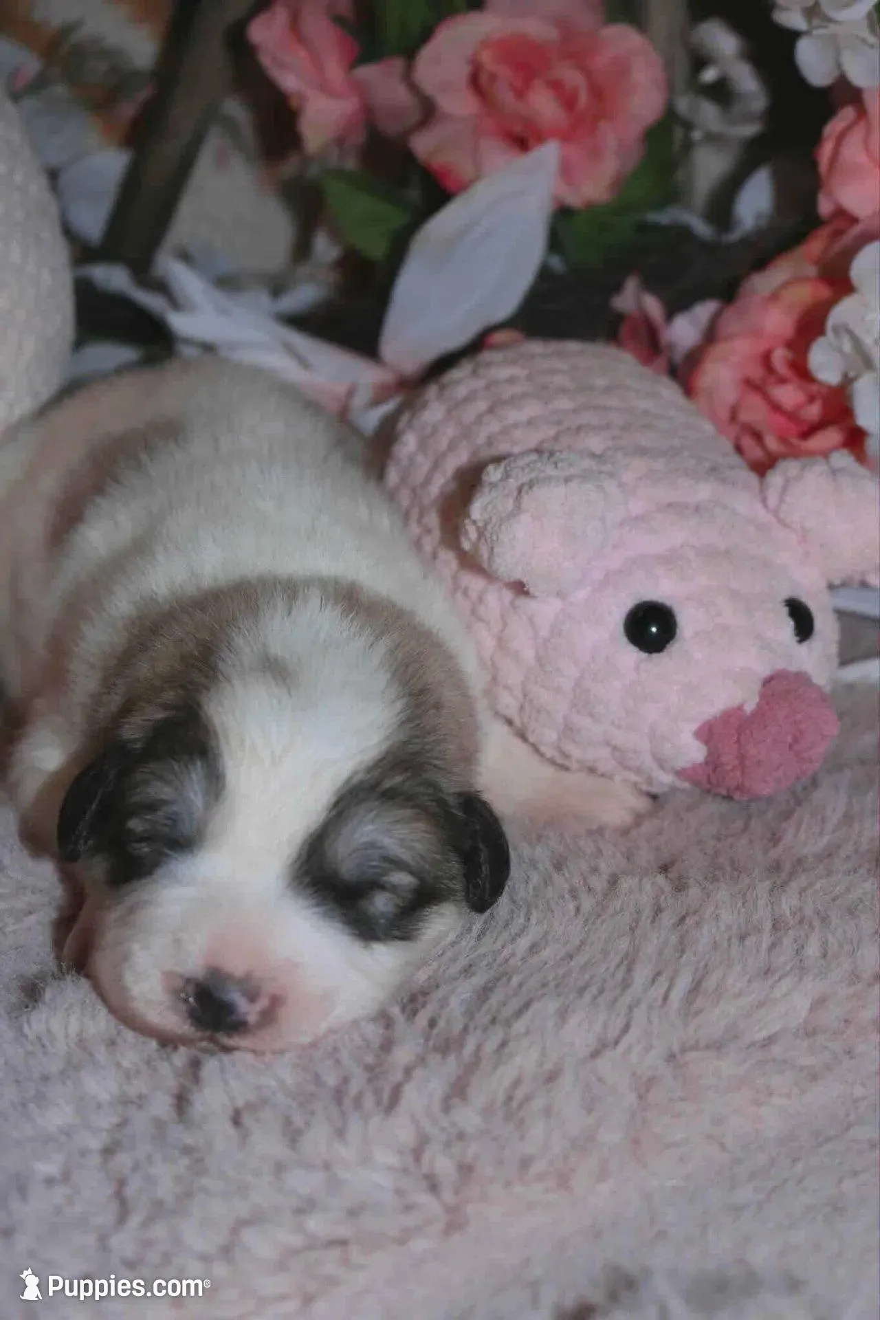 Petalhopper, a male Great Pyrenees for sale in Red Bluff, CA – Photo 4 of 9