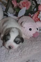 Cricket, a male Great Pyrenees for sale in Red Bluff, CA – Photo 3 of 10