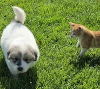 Ladybug 🐞 , a female Great Pyrenees for sale in Red Bluff, CA – 2 of 10