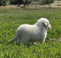 Dandie (Dandelion), a male Great Pyrenees for sale in Red Bluff, CA – 10 of 10