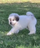 Bumble (Bumblebee), a male Great Pyrenees for sale in Red Bluff, CA – 3 of 10