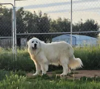 Ladybug 🐞 , a female Great Pyrenees for sale in Red Bluff, CA – Photo 4 of 5