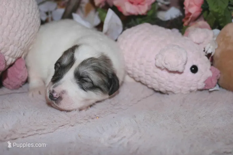Ladybug 🐞  – Great Pyrenees puppy for sale in Red Bluff, CA
