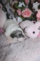 Ladybug 🐞 , a female Great Pyrenees for sale in Red Bluff, CA – Photo 3 of 5
