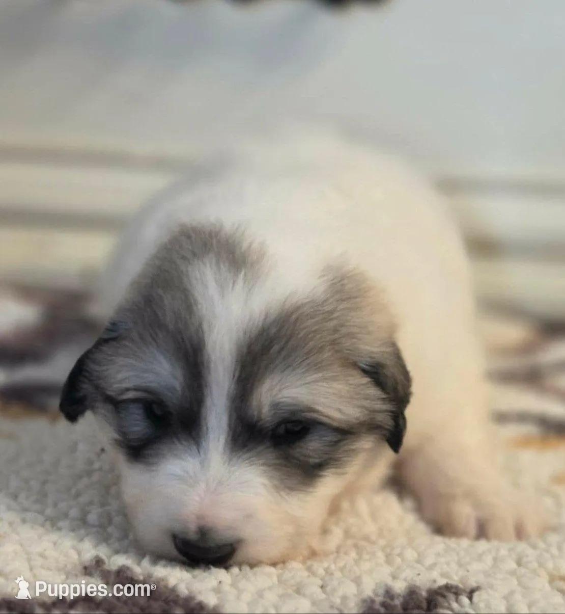 Butterfly, a female Great Pyrenees for sale in Red Bluff, CA – Photo 2 of 9