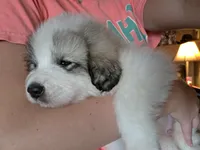 Doodlebug, a male Great Pyrenees for sale in Red Bluff, CA – 2 of 10
