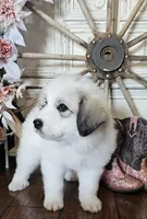 They're almost here!, a  Great Pyrenees for sale in Red Bluff, CA – Photo 2 of 10