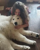 They're almost here!, a  Great Pyrenees for sale in Red Bluff, CA – Photo 8 of 10