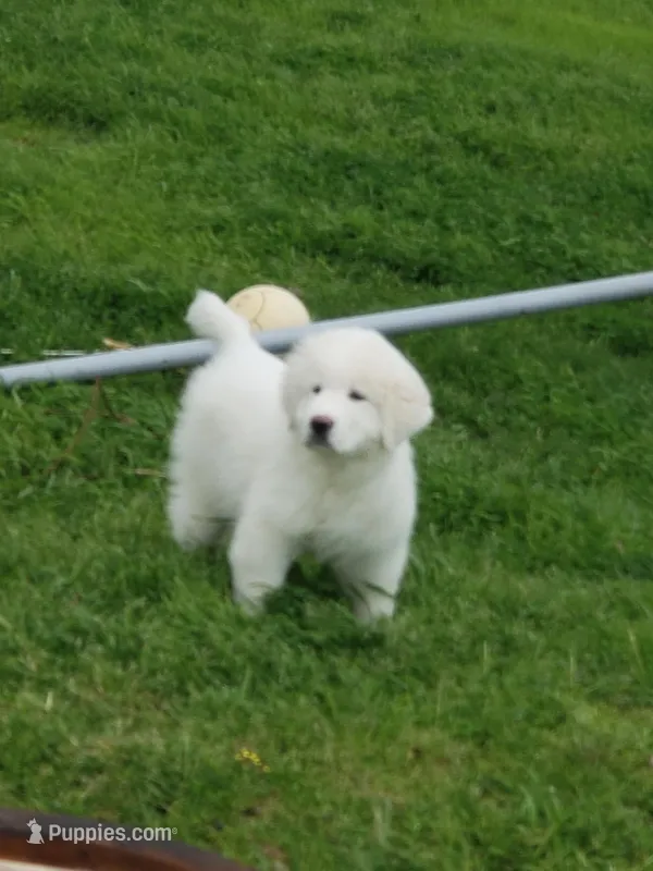 They're almost here! – Great Pyrenees puppy for sale in Red Bluff, CA