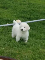 They're almost here!, a  Great Pyrenees for sale in Red Bluff, CA – Photo 10 of 10